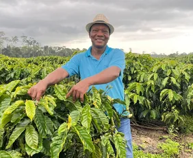 Imagem ilustrativa da imagem Cafeicultor dobra produção ao utilizar capim-mombaça como adubo