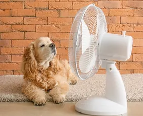 Imagem ilustrativa da imagem Calor extremo: saiba como proteger cães e gatos durante a onda de calor no Brasil