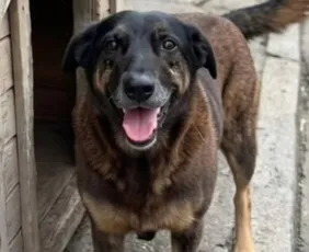 Imagem ilustrativa da imagem Caso Orelha: Justiça exige que redes excluam informações de adolescentes suspeitos