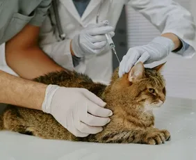 Imagem ilustrativa da imagem Castração e vacina de graça para cães e gatos em Linhares