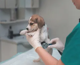 Imagem ilustrativa da imagem Clínica veterinária pública terá atendimento 24 horas