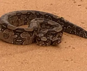 Imagem ilustrativa da imagem Cobras aparecem em praia da Serra