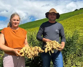 Imagem ilustrativa da imagem Com crescimento de 8%, exportações de gengibre alcançam 50 países em 2025