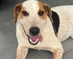 Imagem ilustrativa da imagem Conheça o cão ‘Abacate’, morto a tiros no Paraná: ‘Um amor de animal’