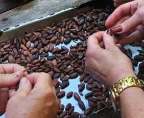 Imagem ilustrativa da imagem Curso ensina produtores de Iconha a gerar renda com derivados do cacau