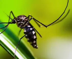 Imagem ilustrativa da imagem Dengue deve atingir 1,8 milhão de brasileiros em 2026