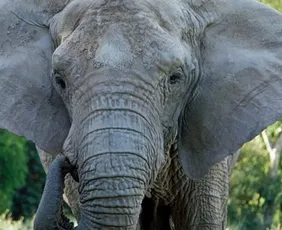 Imagem ilustrativa da imagem Elefanta morre 5 meses após ser transferida de zoológico a santuário em Mato Grosso