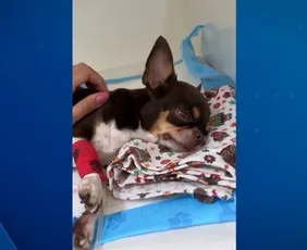 Imagem ilustrativa da imagem Envenenamento de animais em condomínio de luxo da Serra é investigada