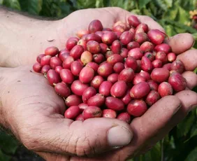 Imagem ilustrativa da imagem Espírito Santo registra R$ 5,51 bilhões em crédito rural