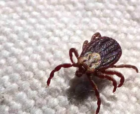 Imagem ilustrativa da imagem Febre maculosa causa mais duas mortes no interior de São Paulo