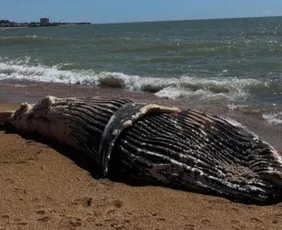 Imagem ilustrativa da imagem Filhote de baleia-jubarte é encontrado morto em praia  no ES