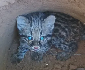 Imagem ilustrativa da imagem Filhote de jaguatirica é resgatado após cair em buraco no ES