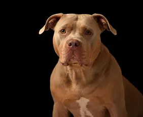 Imagem ilustrativa da imagem Homem tem dedo arrancado por pitbull em MG; jovem também ficou ferida