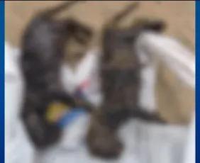 Imagem ilustrativa da imagem Idoso é preso após jogar filhotes de gato vivos em valão em Cariacica