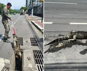 Imagem ilustrativa da imagem Jacaré é resgatado morto dentro de bueiro na Avenida Norte-Sul, em Jardim Camburi