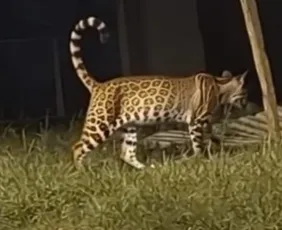 Imagem ilustrativa da imagem Jaguatirica é flagrada “passeando” em praça no Caparaó Capixaba