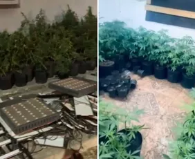 Imagem ilustrativa da imagem Jovem suspeito de cultivar ilegalmente cannabis é preso em Vila Velha