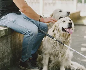Imagem ilustrativa da imagem Justiça condena TAP por impedir embarque de cão de assistência criança autista