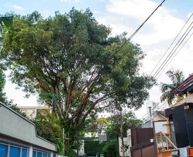 Imagem ilustrativa da imagem Lula sanciona lei que libera poda de árvore quando órgão público se omitir