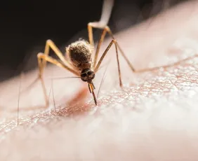 Imagem ilustrativa da imagem Mãe e filha morrem de malária após viagem internacional