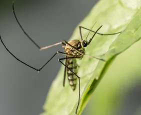 Imagem ilustrativa da imagem Mosquitos da mata atlântica preferem sangue humano, diz estudo