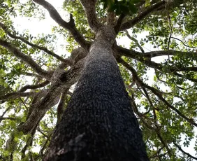 Imagem ilustrativa da imagem No Amazonas, 62% da exploração madeireira é feita ilegalmente