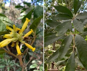 Imagem ilustrativa da imagem Nova espécie de cipó descoberta no ES homenageia Darwin