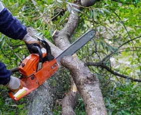 Imagem ilustrativa da imagem Nova lei federal flexibiliza corte ou poda de árvores