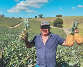 Imagem ilustrativa da imagem Nova técnica amplia produção de abacaxi no Espírito Santo