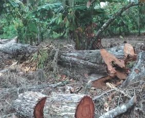 Imagem ilustrativa da imagem O que muda com o novo licenciamento ambiental