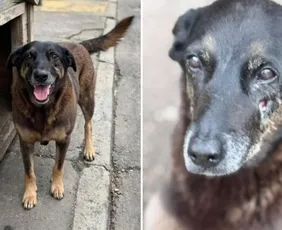 Imagem ilustrativa da imagem O que se sabe sobre o caso do cão ‘Orelha’, morto por adolescentes em SC?