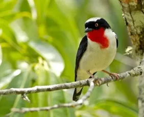 Imagem ilustrativa da imagem Parque para proteger ave mais rara do País em Vargem Alta