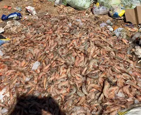 Imagem ilustrativa da imagem Período de defeso do camarão começa na segunda-feira no Espírito Santo