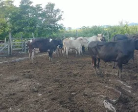 Imagem ilustrativa da imagem Polícia Civil recupera mais de 20 cabeças de gado furtadas no Sul do ES