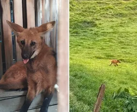 Imagem ilustrativa da imagem Polícia ambiental resgata lobo-guará e filma soltura do animal em região rural