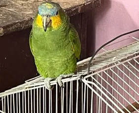 Imagem ilustrativa da imagem Polícia fecha rinha de galo e apreende 37 aves vítimas de maus-tratos em Vila Velha