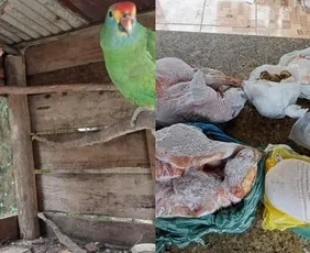 Imagem ilustrativa da imagem Polícia resgata papagaios em cativeiro e apreende 31kg de carne de caça no ES