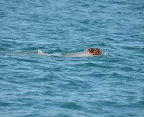 Imagem ilustrativa da imagem Por que golfinhos estão usando esponjas como chapéus?