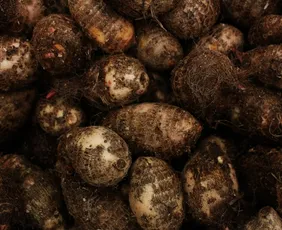 Imagem ilustrativa da imagem Produção de inhame cresce no Espírito Santo