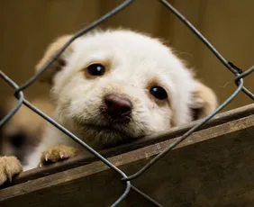 Imagem ilustrativa da imagem Projeto de lei prevê dedução no IR para doações a ONGs de proteção animal