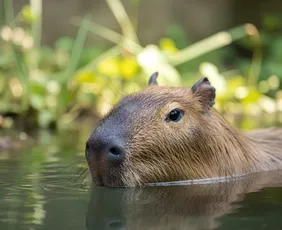 Imagem ilustrativa da imagem Psicóloga é atacada por capivara durante mergulho em SC: ‘Medo de não sobreviver’