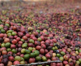 Imagem ilustrativa da imagem Quando a secagem do café encontra o futuro
