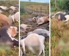 Imagem ilustrativa da imagem Raio mata 29 bois em fazenda no Noroeste do Espírito Santo