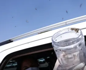 Imagem ilustrativa da imagem Saúde libera 50 mil mosquitos estéreis para combater Aedes em aldeia indígena de PE