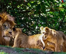Imagem ilustrativa da imagem Se não tem no Brasil, saiba de onde vêm os leões de zoológicos brasileiros
