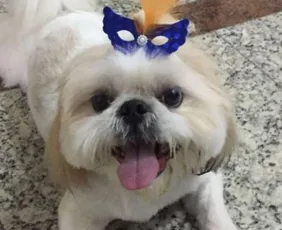 Imagem ilustrativa da imagem Shih-tzu é morto por pitbulls em praça no Sul do ES