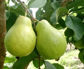 Imagem ilustrativa da imagem Supergoiabas fazem sucesso nas montanhas do Espírito Santo