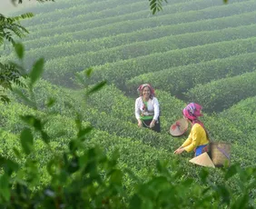 Imagem ilustrativa da imagem Terra, força e elas