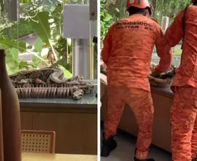 Imagem ilustrativa da imagem Thaila Ayala encontra cobra dentro de casa no Rio e compartilha cenas no Instagram