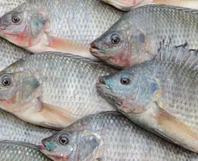 Imagem ilustrativa da imagem Tilápia entra na lista de espécies exóticas. Entenda o que muda